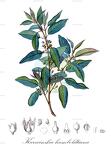 Karwinskia humboldtiana
