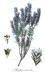 Phylica ericoides