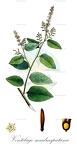 Ventilago madraspatana