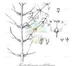 Kentrothamnus weddellianus