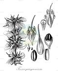 Trevoa quinquenervia