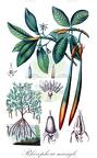Rhizophora mangle