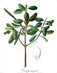 Ceriops tagal