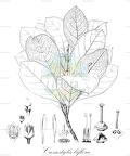 Crossostylis biflora