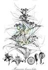 Macarisia lanceolata