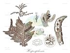 Herposiphonia