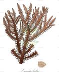 Enantiocladia