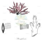 Pterosiphonia