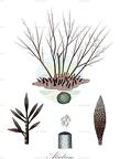Alsidium
