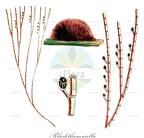 Rhodothamniella