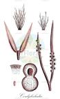 Cordylecladia