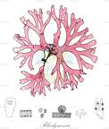 Rhodymenia