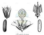Roridula dentata