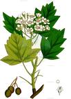 Torminalis glaberrima