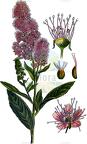 Spiraea salicifolia
