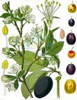 Prunus domestica