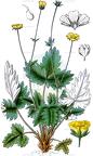 Potentilla nivea