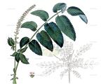 Bencomia caudata