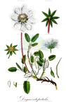 Drymocallis rupestris