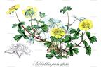 Sibbaldia parviflora