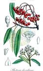 Photinia davidiana