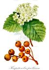 Karpatiosorbus puellarum