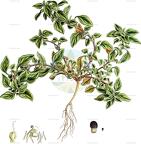 Theligonum cynocrambe