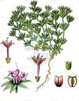 Sherardia arvensis