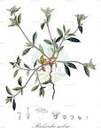 Richardia scabra