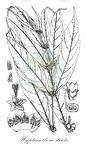 Hyptianthera stricta