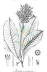 Isertia verrucosa
