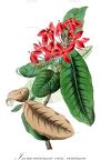 Ixora coccinea var. coccinea