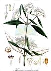 Knoxia sumatrensis