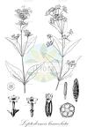 Leptodermis lanceolata