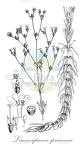 Limnosipanea spruceana