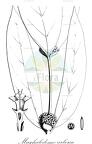 Maschalodesme arborea