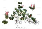 Mitchella repens