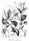 Morelia senegalensis