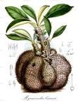 Myrmecodia beccarii