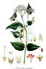 Neanotis indica