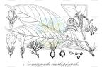 Neomussaenda xanthophytoides