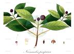 Neonauclea purpurea