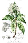 Nesohedyotis arborea