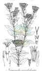 Normandia neocaledonica