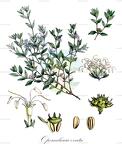 Opercularia ovata