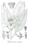 Ophiorrhiza mungos