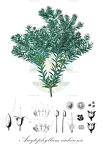 Arcytophyllum cachirense