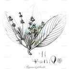 Pagamea plicata
