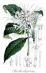 Pavetta abyssinica