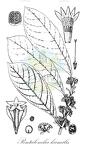 Pentaloncha humilis